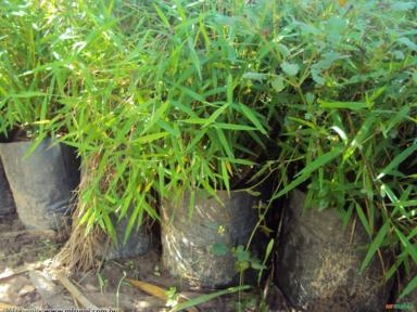 Mini Bambu (Fargesia adpressa) Imagem Mini Bambu (Fargesia adpressa)