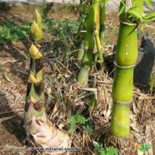 Bambu Barriga de Buda (Buddha Belly)