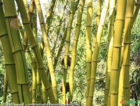 Bambu Sitio da Mata (B. vulgaris vittata verde com verde) - sob encomenda