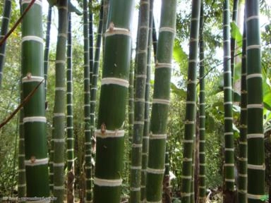 Bambu Guadua (Guadua angustifolia) Imagem Bambu Guadua (Guadua angustifolia)