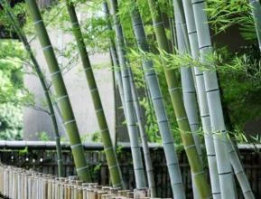Bambu Mosso (Phyllostachys Edulis)