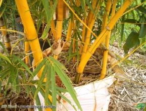 Bambu Imperial (Bambusa vulgaris vittata)