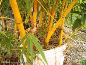 Bambu Imperial (Bambusa vulgaris vittata)