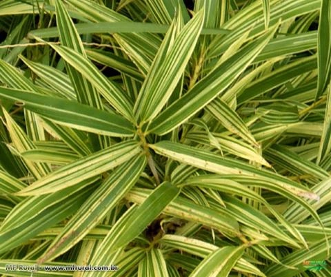BAMBU LISTRADO (Pleioblastus variegatus) Imagem BAMBU LISTRADO (Pleioblastus variegatus)
