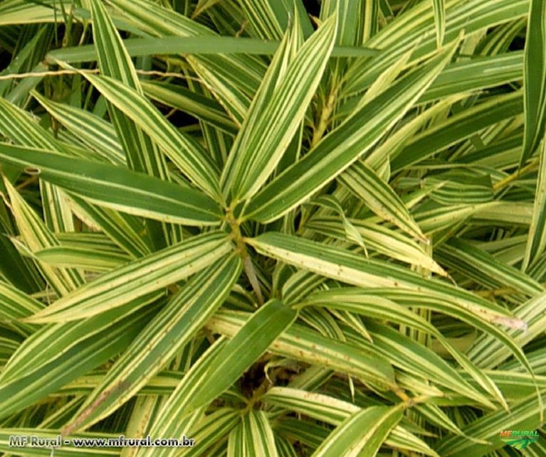 BAMBU LISTRADO (Pleioblastus variegatus) Imagem BAMBU LISTRADO (Pleioblastus variegatus)
