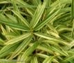 BAMBU LISTRADO (Pleioblastus variegatus) Imagem BAMBU LISTRADO (Pleioblastus variegatus)