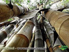 Bambu Gigante (Dendrocalamus Giganteus) - A cerca fecha em 4 meses. Mudas com 60 cm a 1 metro.