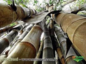 Bambu Gigante (Dendrocalamus Giganteus) - A cerca fecha em 4 meses. Mudas com 60 cm a 1 metro.