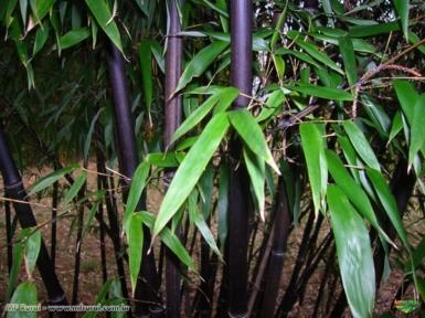 Bambu Preto (Phyllostachys Nigra Muchisasa) Imagem Bambu Preto (Phyllostachys Nigra Muchisasa)