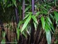 Bambu Preto (Phyllostachys Nigra Muchisasa) Imagem Bambu Preto (Phyllostachys Nigra Muchisasa)