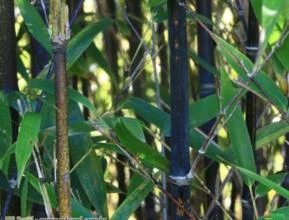 Bambu Preto (Phyllostachys nigra muchisasa)