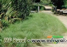 CAPIM CHORÃO (Pennisetum setaceum) Imagem CAPIM CHORÃO (Pennisetum setaceum)