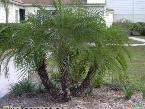 Palmeira Fenix (Phoenix Roebelenii) Imagem Palmeira Fenix (Phoenix Roebelenii)