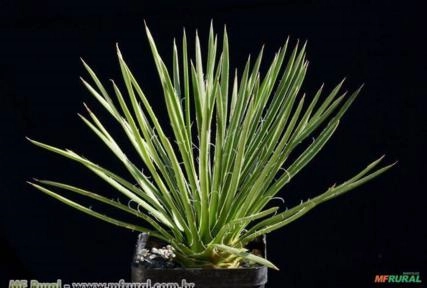 Agave Palito (Agave geminiflora) Imagem Agave Palito (Agave geminiflora)