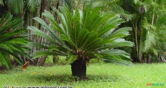 CICA (Cycas revoluteo) Imagem CICA (Cycas revoluteo)
