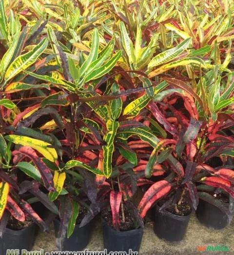 CRÓTON VERMELHO (Codiaeum variegatum) Imagem CRÓTON VERMELHO (Codiaeum variegatum)