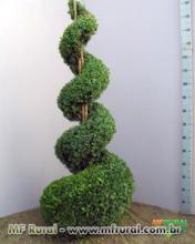 BUXINHO (Buxus sempervirens) - muda. h=0.60m
