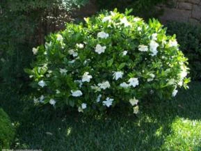 GARDÊNIA  (Gardenia jasminoides)