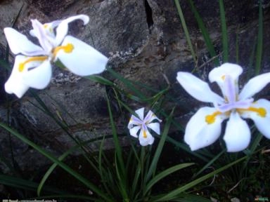 Moréia Branca (Dietes Iridioides) Imagem Moréia Branca (Dietes Iridioides)