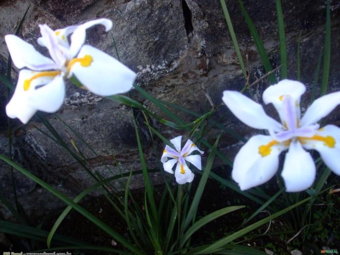 Moréia Branca (Dietes Iridioides) Imagem Moréia Branca (Dietes Iridioides)