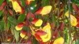 Sapatinho de Judia (Thunbergia mysorensis) Imagem Sapatinho de Judia (Thunbergia mysorensis)