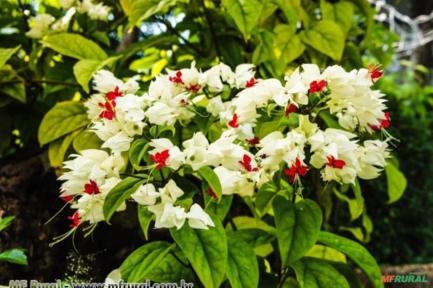 Lágrima de Cristo (Clerodendron thomsonae) Imagem Lágrima de Cristo (Clerodendron thomsonae)