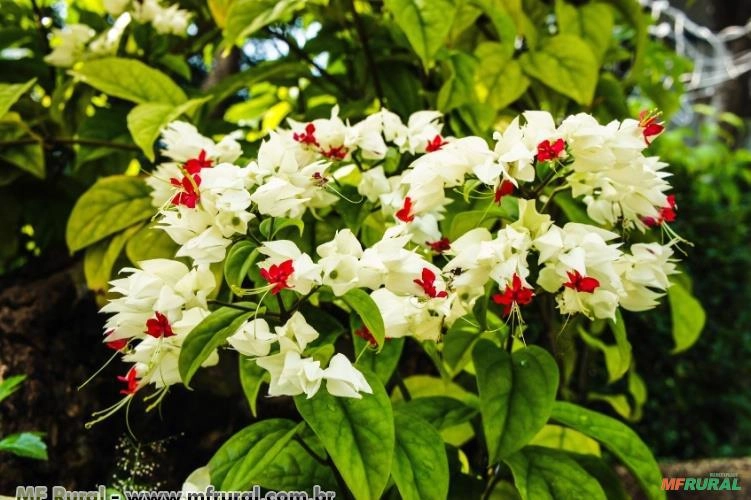 Lágrima de Cristo (Clerodendron thomsonae) Imagem Lágrima de Cristo (Clerodendron thomsonae)