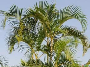 ARECA BAMBU (Dypsis lutescens)