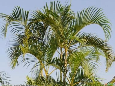 ARECA BAMBU (Dypsis lutescens) Imagem ARECA BAMBU (Dypsis lutescens)