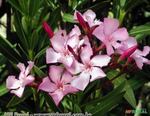 ESPIRRADEIRA (Nerium oleander) Imagem ESPIRRADEIRA (Nerium oleander)