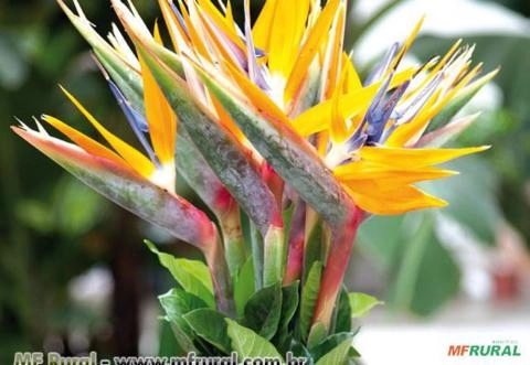 AVE DO PARAÍSO (Strelitzia reginea) Imagem AVE DO PARAÍSO (Strelitzia reginea)