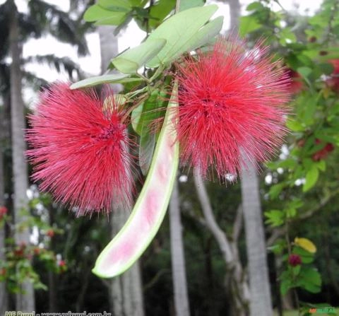 CALIANDRA (Calliandra tweedii) Imagem CALIANDRA (Calliandra tweedii)