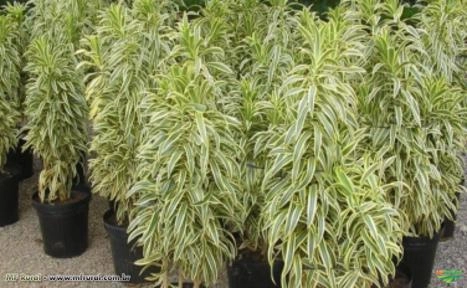 DRACENA PLEOMELE (Dracaena reflexa) Variegata Imagem DRACENA PLEOMELE (Dracaena reflexa) Variegata