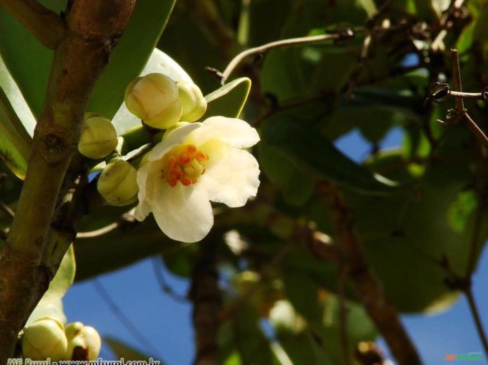 CLÚSIA  (Clusia fluminensis) Imagem CLÚSIA  (Clusia fluminensis)