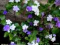 Manacá de Jardim Cheiro (Brunfelsia uniflora)