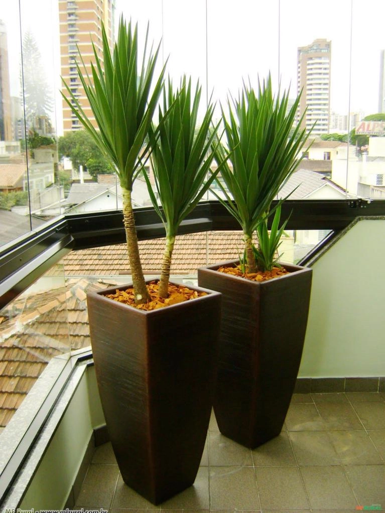 DRACENA ARBOREA (Dracena arbórea) Imagem DRACENA ARBOREA (Dracena arbórea)