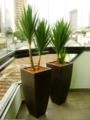 DRACENA ARBOREA (Dracena arbórea) Imagem DRACENA ARBOREA (Dracena arbórea)