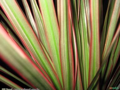 DRACENA TRICOLOR (Dracena marginata) Imagem DRACENA TRICOLOR (Dracena marginata)