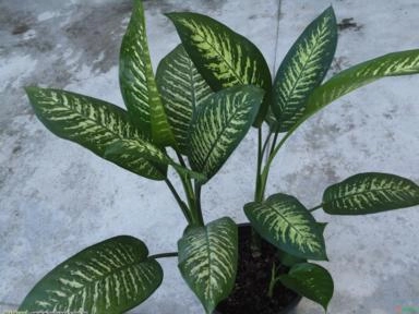 COMIGO NINGUÉM PODE (Dieffenbachia amoena) Imagem COMIGO NINGUÉM PODE (Dieffenbachia amoena)