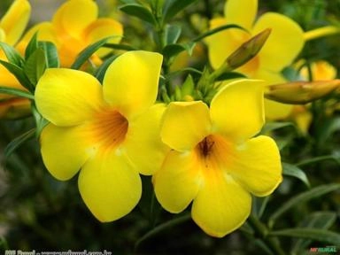 ALAMANDA AMARELA (Allamanda cathartica) Imagem ALAMANDA AMARELA (Allamanda cathartica)