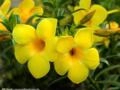 ALAMANDA AMARELA (Allamanda cathartica) Imagem ALAMANDA AMARELA (Allamanda cathartica)