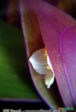 Abacaxi Roxo  (Tradescantia Spadothea)