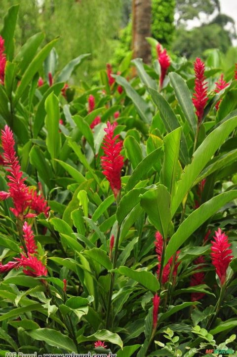 ALPINEA PURPURATA (Alpinia purpurata) Imagem ALPINEA PURPURATA (Alpinia purpurata)