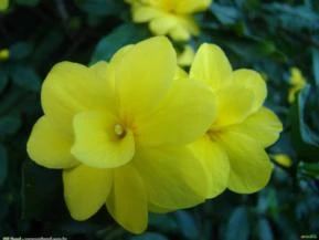 Jasmim Amarelo  (Jasminum mesnyi)