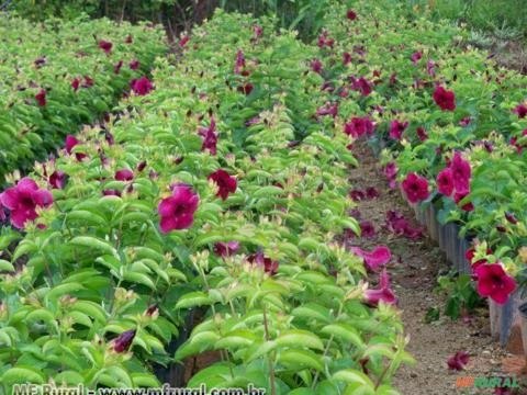 ALAMANDA ROXA (Allamanda blanchetti) Imagem ALAMANDA ROXA (Allamanda blanchetti)