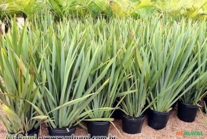 FORMIO VERDE (Phormium tenax) Imagem FORMIO VERDE (Phormium tenax)