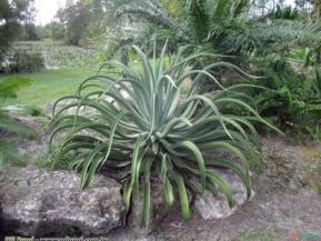 AGAVE POLVO (Agave vilmoriniana)