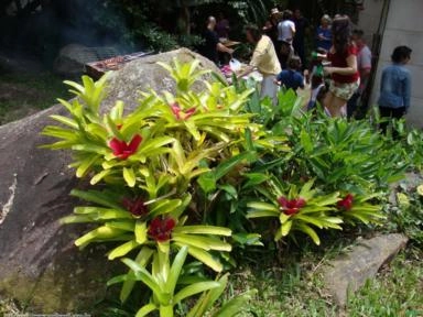 BROMÉLIA (Neoregelia vandarm) Imagem BROMÉLIA (Neoregelia vandarm)