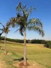 ARECA DE LOCUBA (Dypsis madagascariensis)