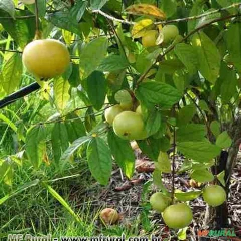 ARAÇA BOI (Eugenia stipitata) Imagem ARAÇA BOI (Eugenia stipitata)